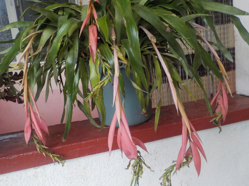 asteptam - billbergia nutans