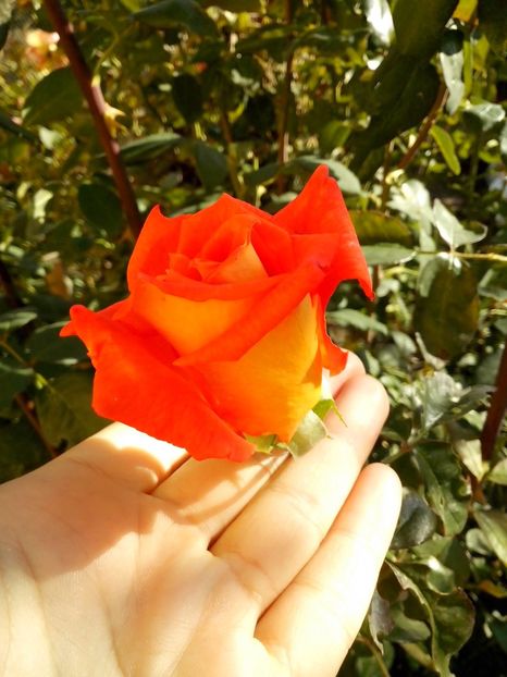 14711324_1048317751981385_8022364614809237017_o - 0 TRANDAFIRI 2016