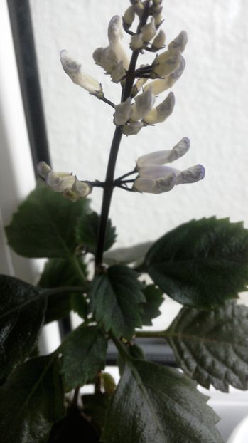 Plectranhtus imbobocit - Flori 2016