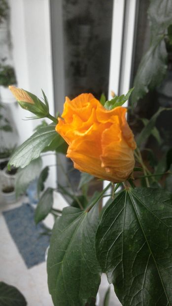 Boboci hibi.in octombrie - Flori 2016