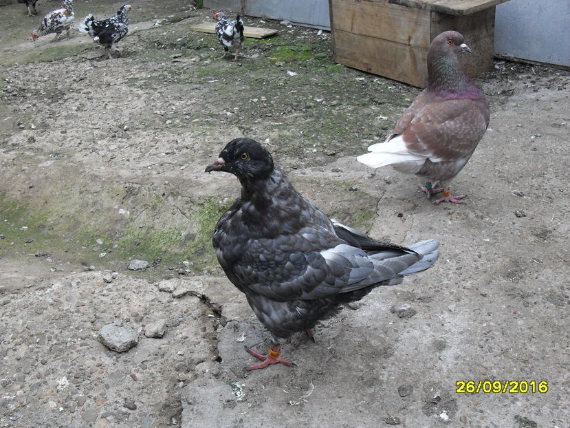 SDC14372 - pasari si porumbei ce detin in prezent
