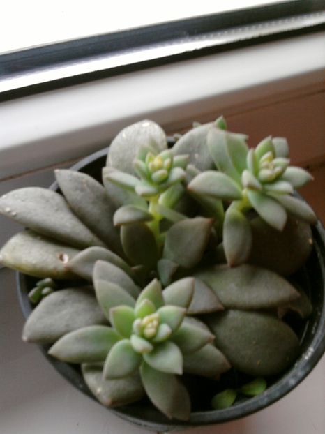 Multumesc, Andreiendrei!