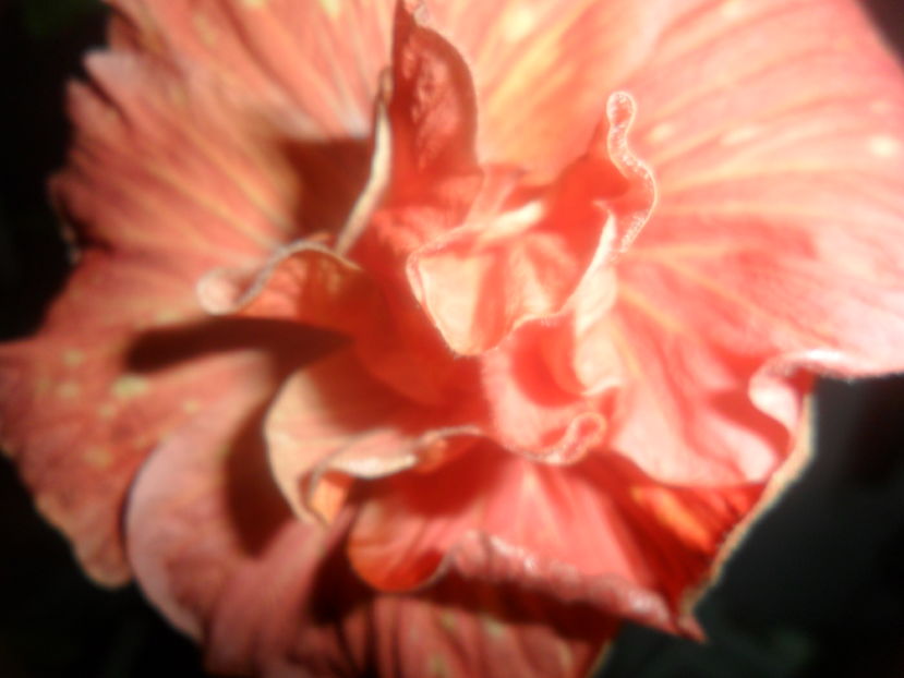  - hibiscusi 2016-8