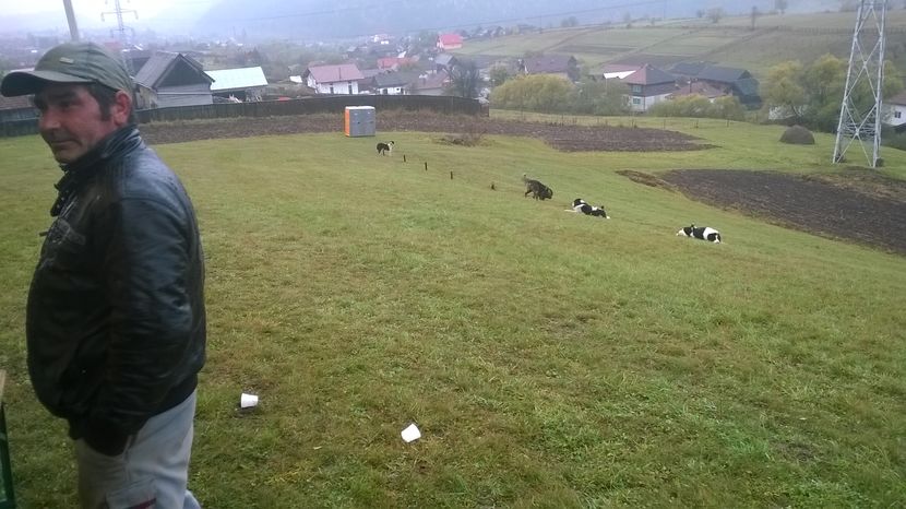 Cainii ciobanesti-6f9