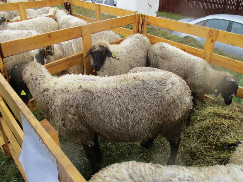 Carabasele lui Bajko-Ditrau