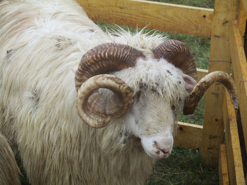 Coarne de berbec-8xk