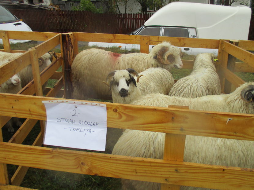 Crescator din Toplita Harghita - EXPOZITIA ANIMALE SARMAS HARGHITA 2016