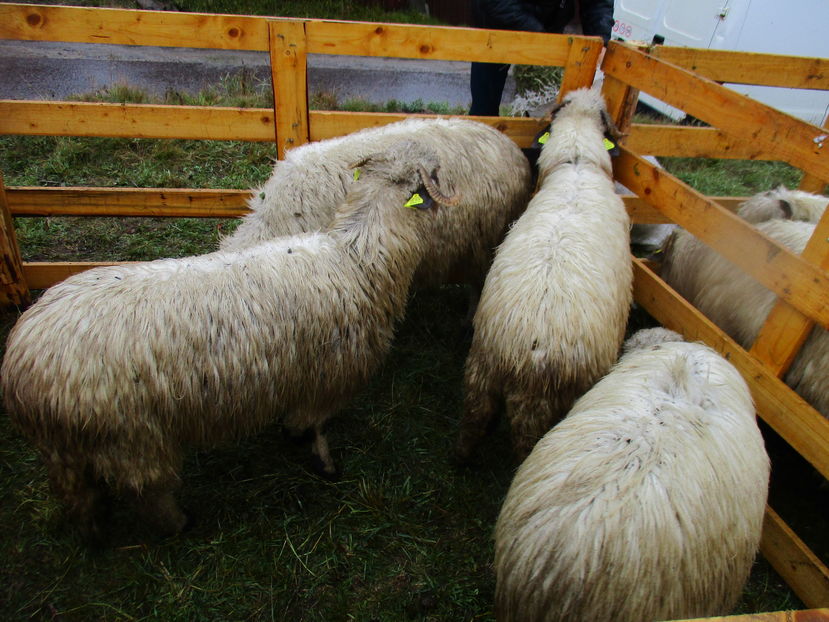 Frumoase oitele - EXPOZITIA ANIMALE SARMAS HARGHITA 2016