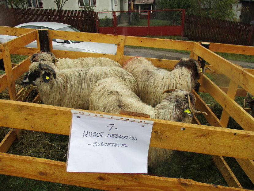 Frumoase si grase - EXPOZITIA ANIMALE SARMAS HARGHITA 2016