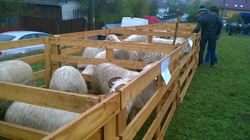 Oameni putini - EXPOZITIA ANIMALE SARMAS HARGHITA 2016