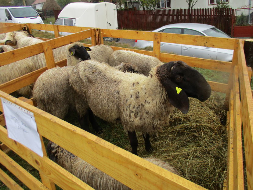 Oile lui Bajko din Ditrau