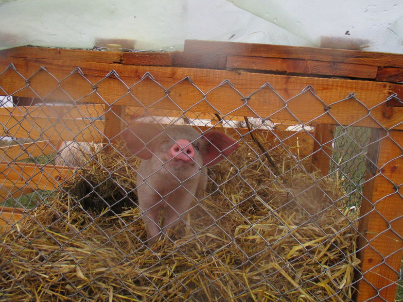 Spiridon purcelul de tombola - EXPOZITIA ANIMALE SARMAS HARGHITA 2016