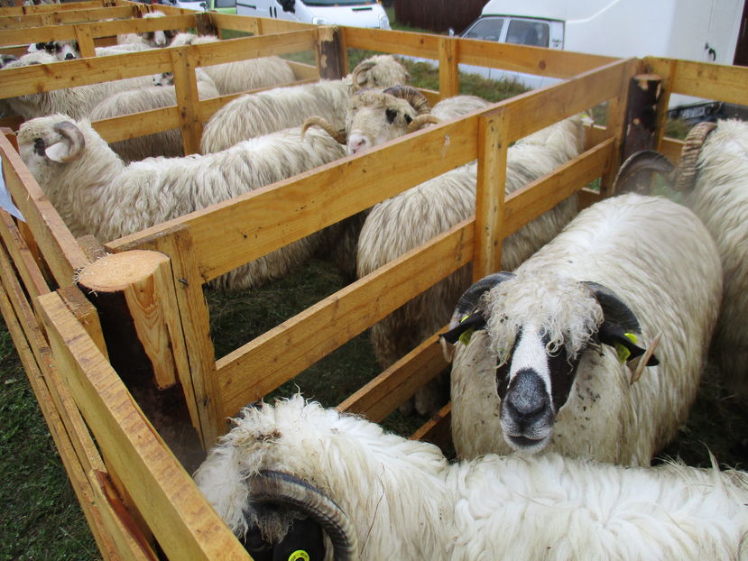 Turcanele noastre romanesti