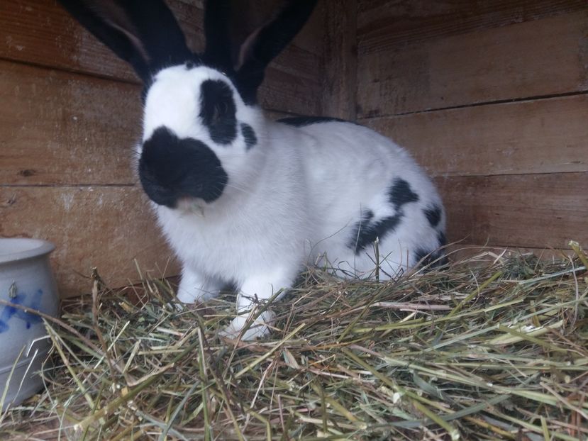 fluture si desen la ochi perfect