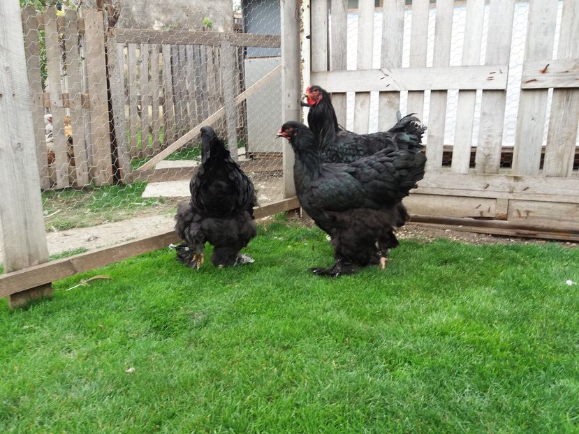 16.10.2016 112 - 09 brahma negru