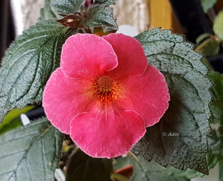 George Houche - Achimenes