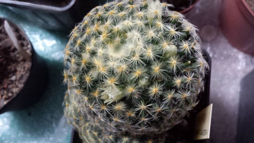 Mammillaria schiedeana