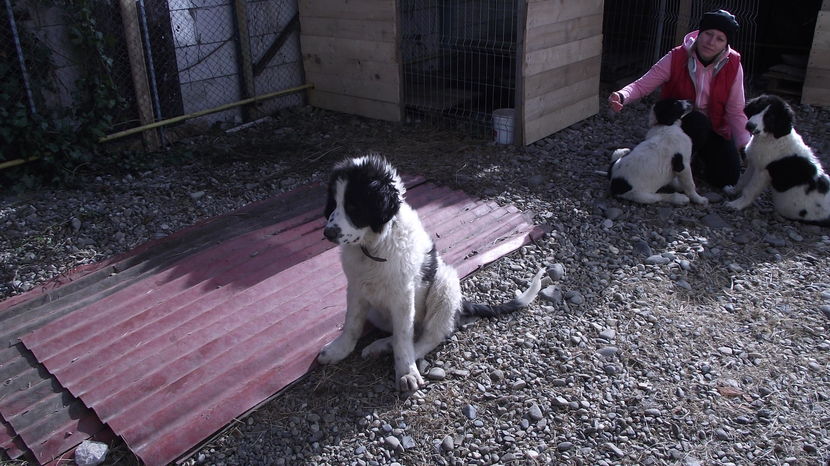 thor buletin 2 - AA Puii de Ciobanesc de Bucovina in octombrie 2016