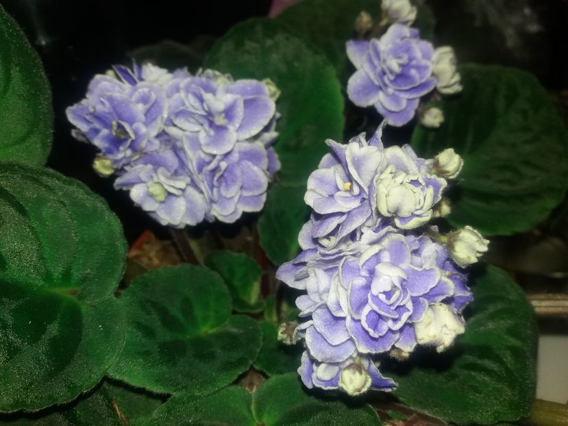 e mai bleo in realitate