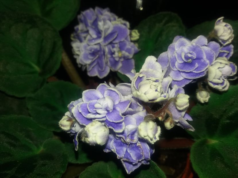 nou sosita in colectia mea