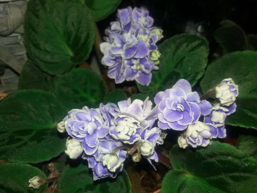 nu stiu cum o cheama