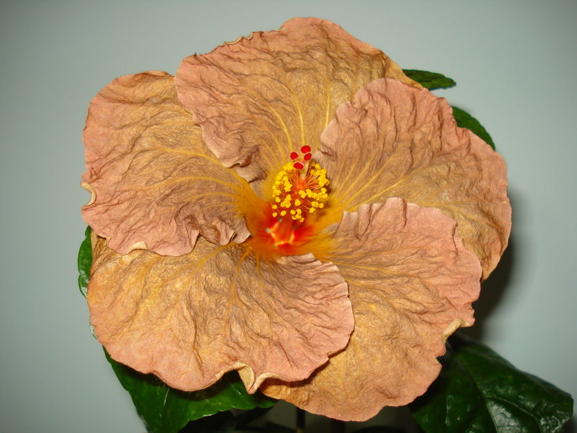  - Hibiscus Topaz Glory