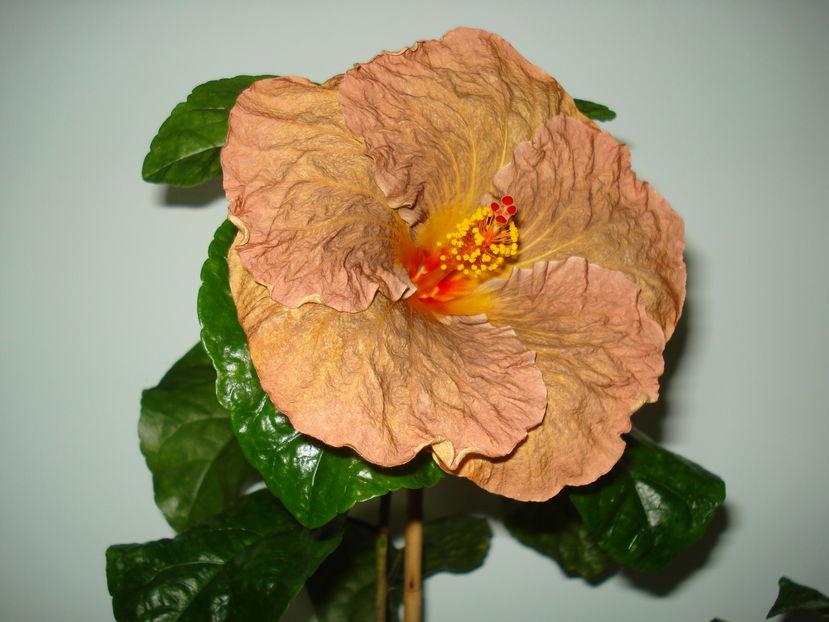  - Hibiscus Topaz Glory