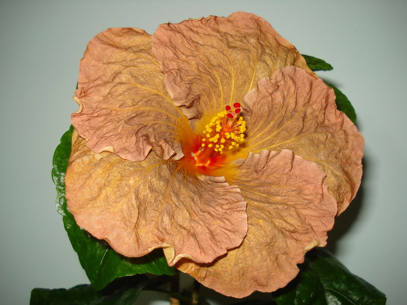  - Hibiscus Topaz Glory