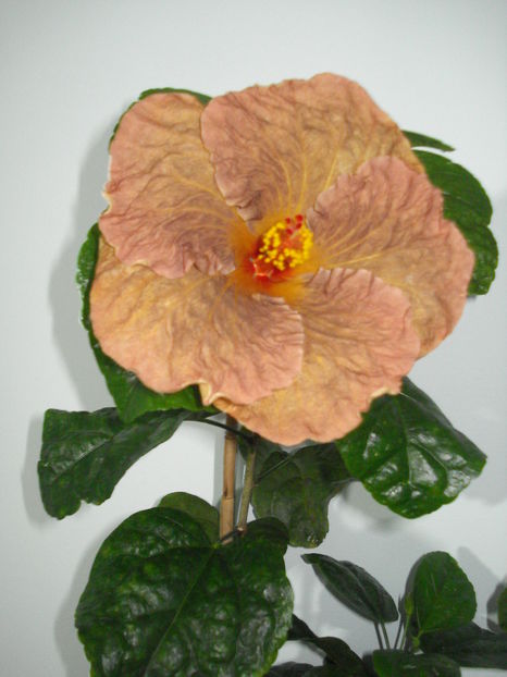  - Hibiscus Topaz Glory