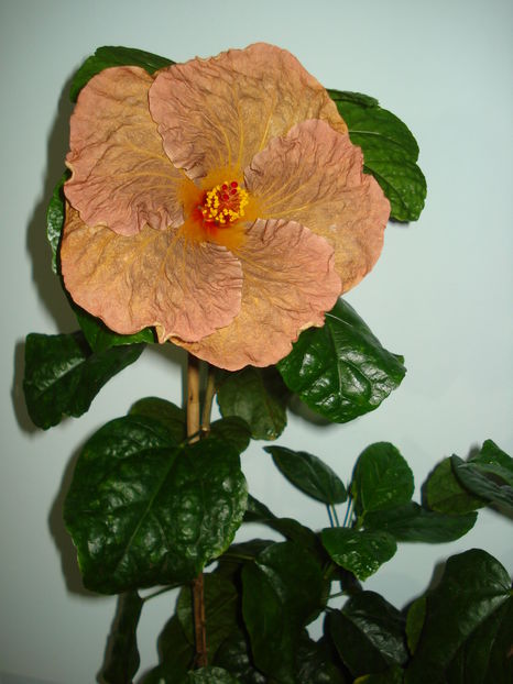  - Hibiscus Topaz Glory