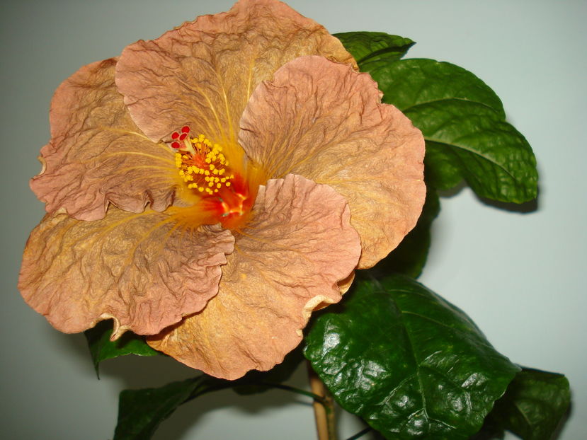  - Hibiscus Topaz Glory