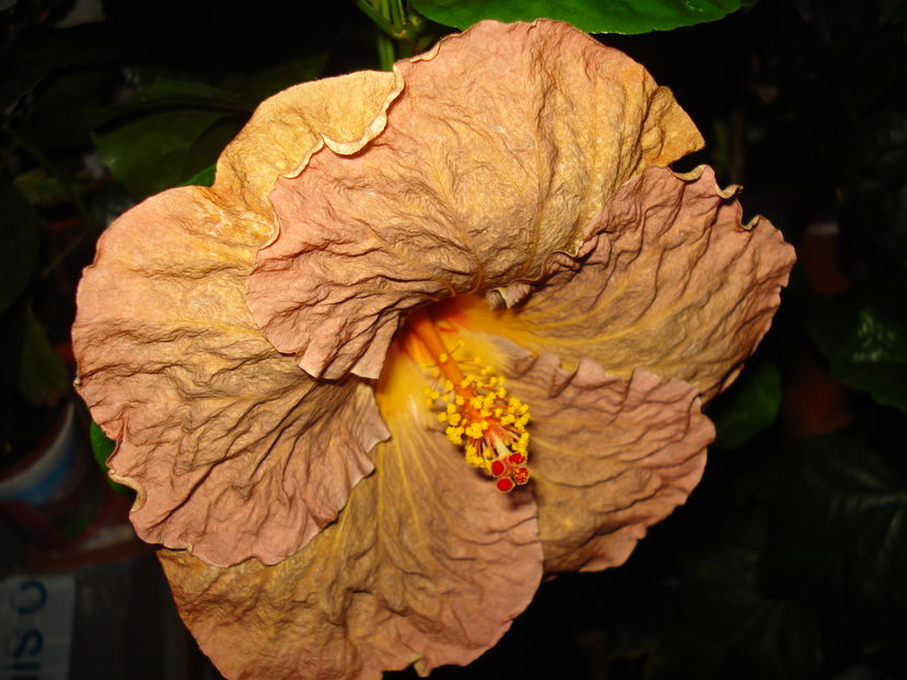 Topaz Glory - HIBISCUS 2016