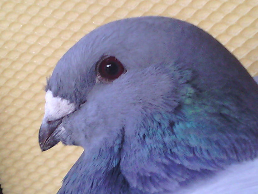 Mascul