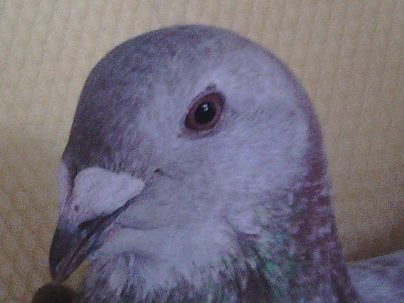 Femelă