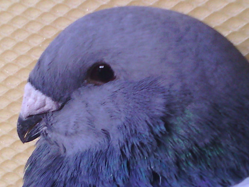 Mascul