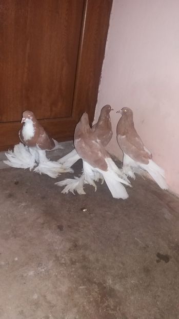  - GUSATI DE POMERANIA DE VANZARE 0744230652