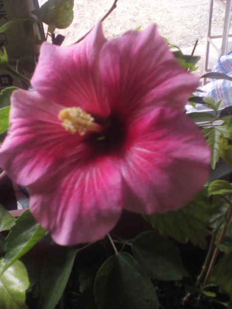  - Hibiscus Pink Dream-pierdut