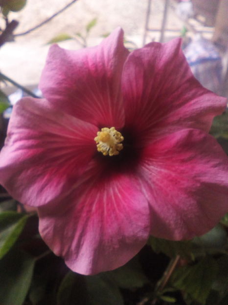  - Hibiscus Pink Dream-pierdut