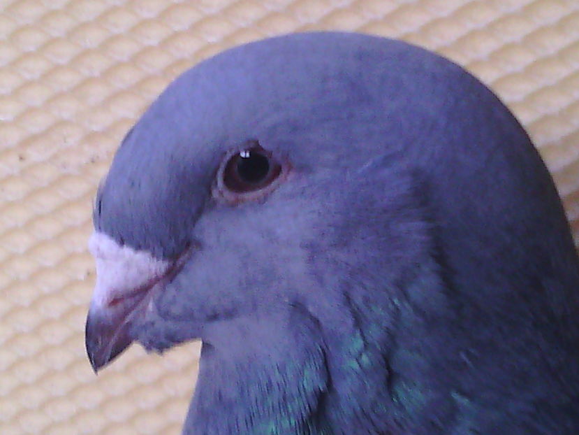 Femelă
