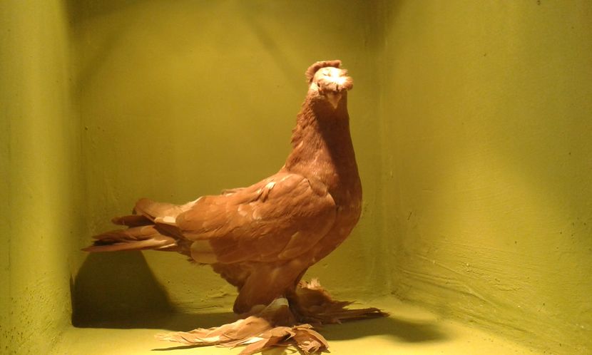 inel 3222(2015) F - Uzbeci lot 2016