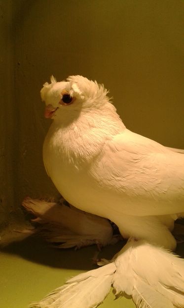 inel 11703(2016) M  - ch - Uzbeci lot 2016