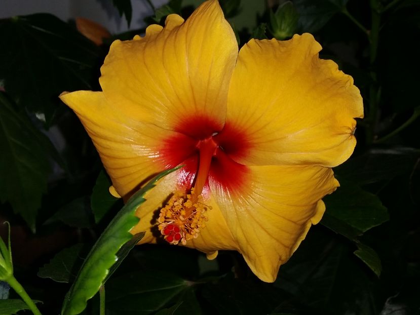 17 Oct.2016 - hibiscus