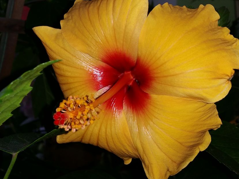  - hibiscus