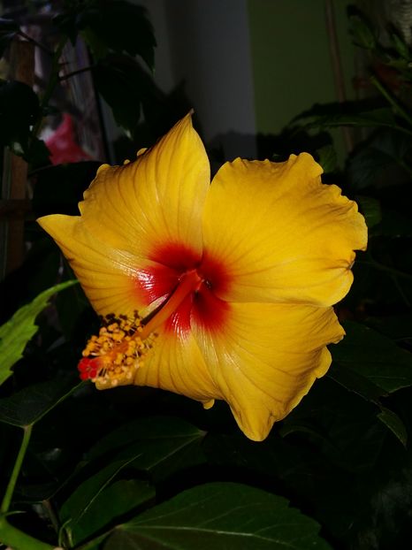  - hibiscus