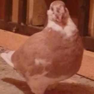 IMG-20160828-WA0009~2