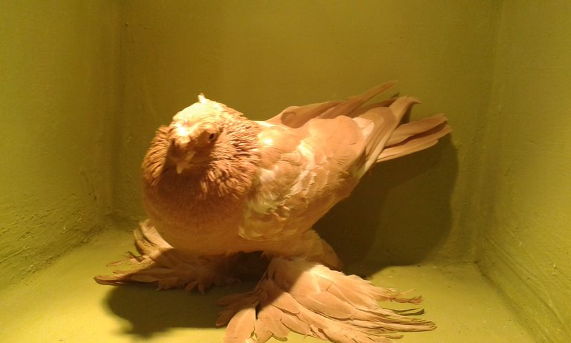 A 1285(2016) F - Uzbeci lot 2016