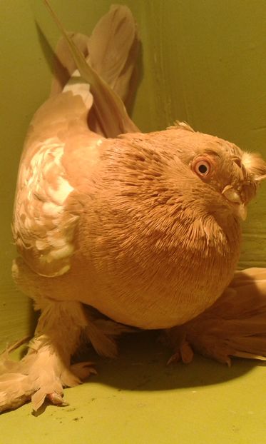 A 1285(2016) F - Uzbeci lot 2016