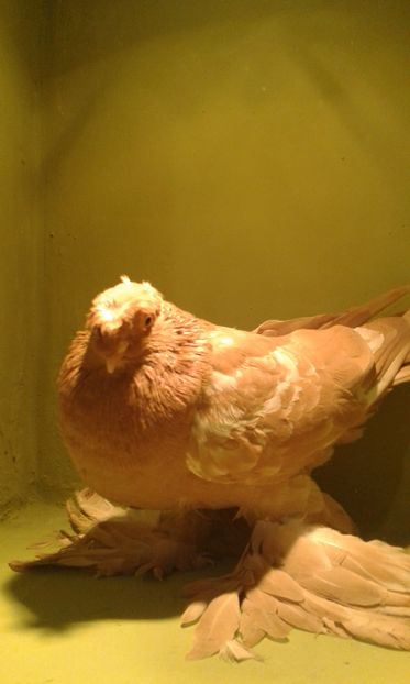 A 1285(2016) F - Uzbeci lot 2016