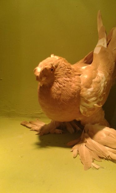 A 1285(2016) F - Uzbeci lot 2016