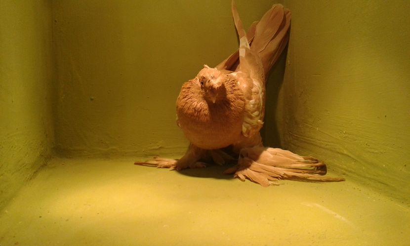 A 1285(2016) F - Uzbeci lot 2016